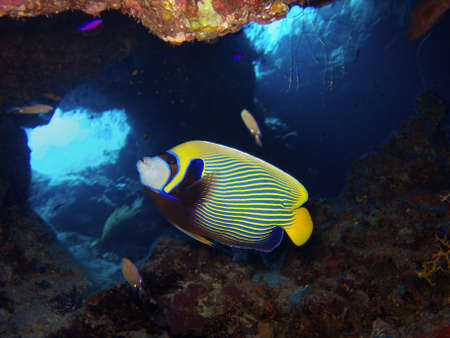 emperor angelfishの写真素材