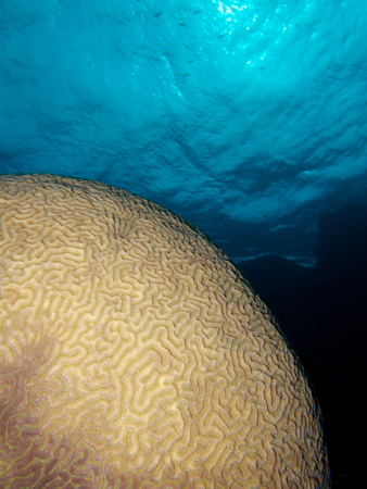 brain coralの写真素材