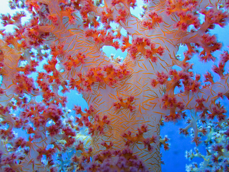 blue and redの写真素材