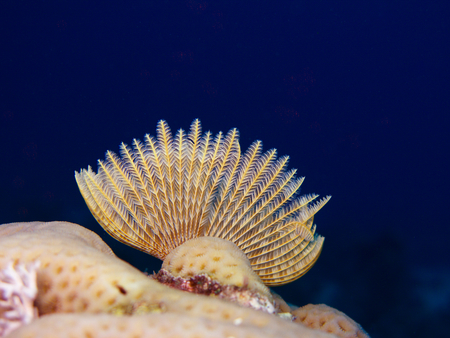 Sea fan