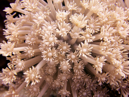 Underwater flowersの写真素材