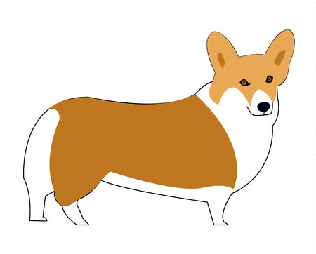 Welsh Corgi dog cartoon illustrationのイラスト素材