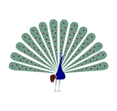 Peacock peafowl bird illustrationのイラスト素材