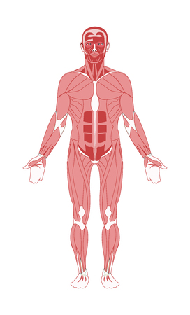 Human male adult muscular system vector illustrationのイラスト素材
