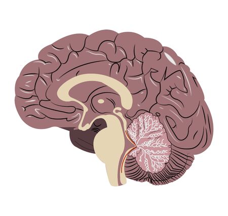 Anatomy of a brain on white
