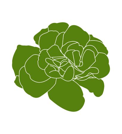 green lettuce cabbage icon on whiteのイラスト素材