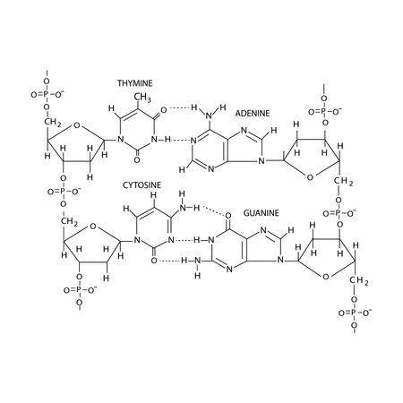 dna chemical structure on whiteのイラスト素材