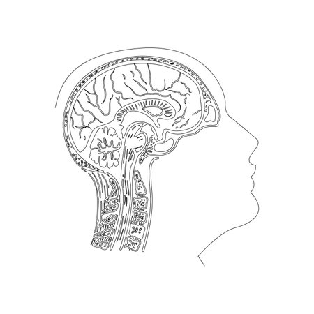 Human head with a brain. Vector illustration of a human head.のイラスト素材