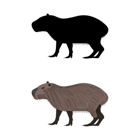 Capybara vector illustration. Isolated on a white background.のイラスト素材