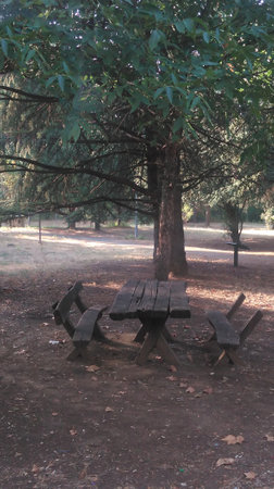 Picnic area in the park with benches and trees in the background