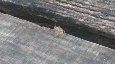 A bug on a piece of wood. A bug on a piece of wood.