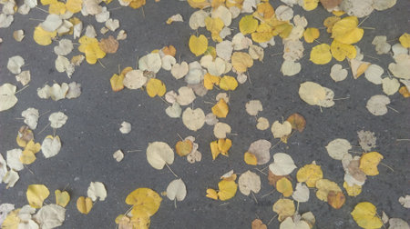 Fallen yellow leaves on the pavement. Autumn background. Top view.の写真素材