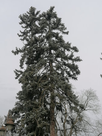 Frosted pine tree on a foggy day in winter.