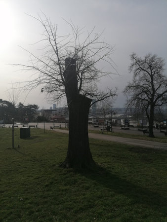 A tree in the park in the early morning with a cloudy skyのeditorial素材