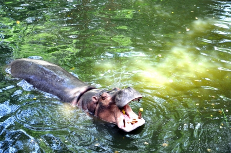 swimming hippopotamus at water levelの写真素材