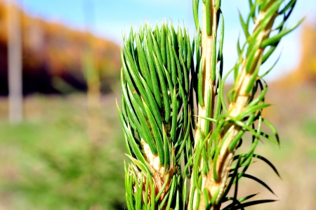 young coniferの写真素材