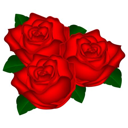 bouquet of red roses on a white background vector illustration oのイラスト素材