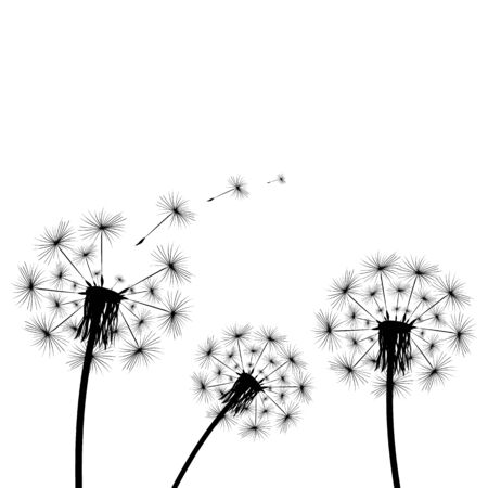 Dandelion flies off fluff isolated on white backgroundのイラスト素材