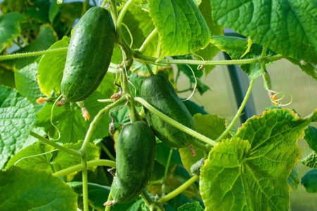 Cucumbers are growing in the garden. Growing vegetables in a greenhouse.の写真素材