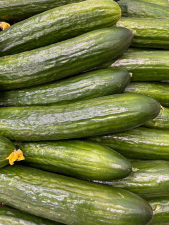 Background of fresh green cucumbersの写真素材