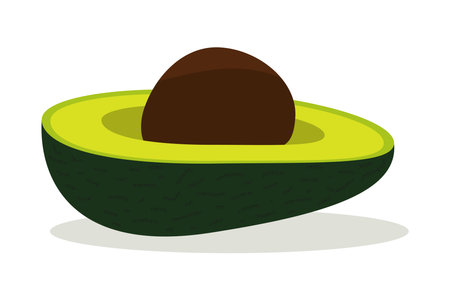 Half an avocado with a pit. Vector illustration.のイラスト素材