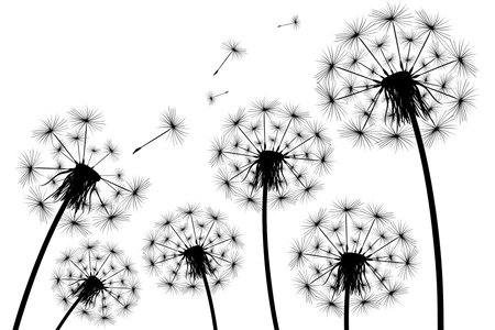 Silhouette of a simple single dandelionのイラスト素材