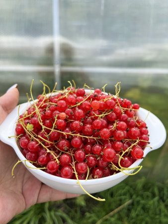 Plate with red currants in the hands of a woman