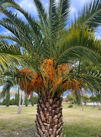 Date palm fruits in Sochi