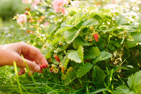 hands with fresh strawberriesの写真素材