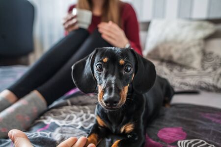 sweet dog lying in bed looking niceのeditorial素材