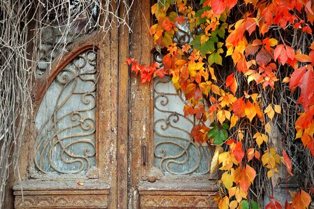 Vintage door in the overgrown with wild grapesの写真素材