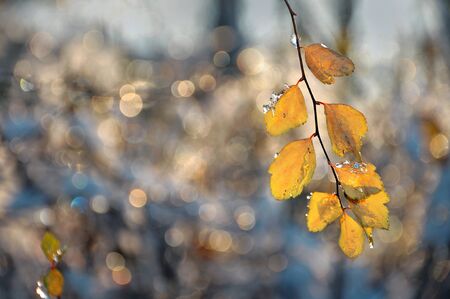 Autumn background with yellow leaves with drops and ice