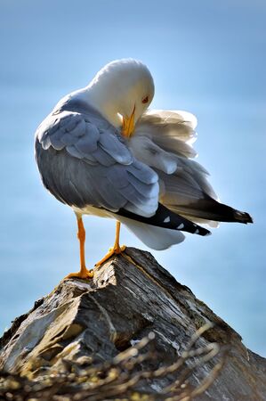 cleans feather seagull on the rock by the seaの写真素材