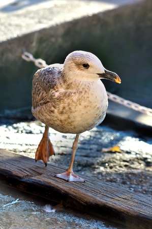 young seagull stands at port by lifting legの写真素材
