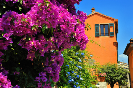 Bougainvillea with  window in Italian narrow streetの写真素材