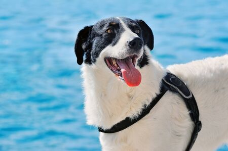 beautiful black and white Sheep dog on blue water backgroundの写真素材