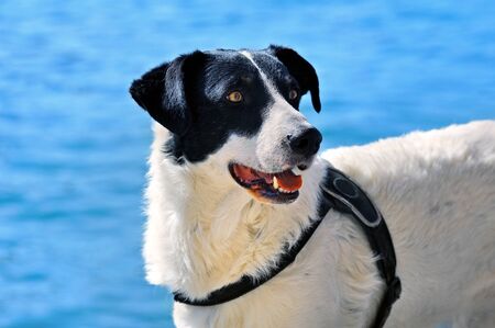 Domestic Sheep dog on blue background