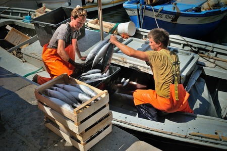 Camogli, Liguria, Italy - June 15, 2015: Fishermans with a catch in Camogli port