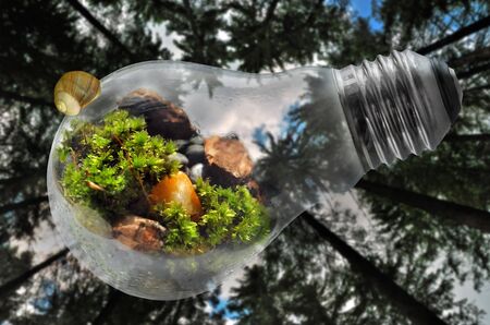 Save Nature World light bulb with forest backgroundの写真素材