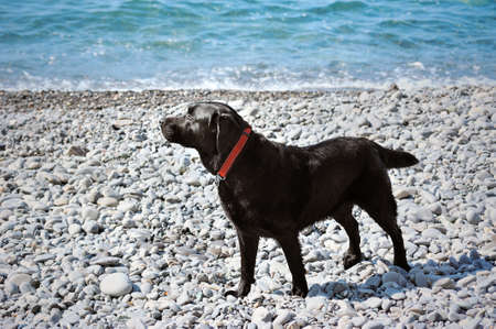 young black retriever stand on the pebble shoreの写真素材
