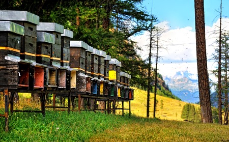 Hives in the Alps Valley in Valle d'Aosta, Italy