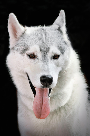 Adorable black and white husky with brown eyes. Husky on black background.の写真素材