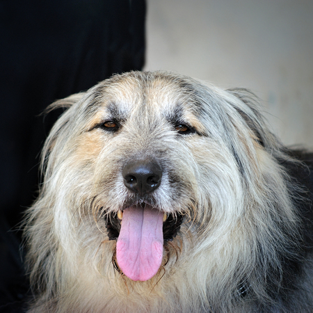 head of old long hairy english sheepdogの写真素材