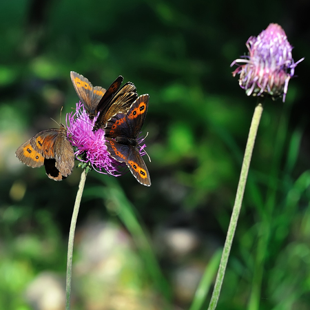 Butterfly yellow black spotted on a pink mountain flower