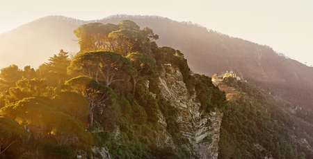 Morning light through the cedars on Mount San Rocco in Camogli, Italyの写真素材