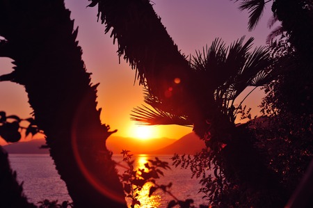 Sunset with palm trees silhouettes violet skyの写真素材