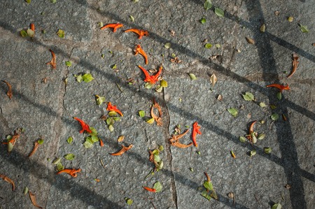 fall orange flowers Tecoma capensis on the ground with shadowsの写真素材