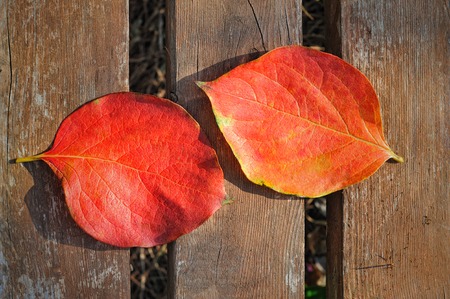 two red leaves on the old brown board background