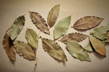scented, dried bay leaves on burlap backgroundの写真素材