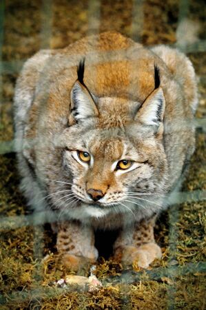 lynx big cat smart predatorの写真素材
